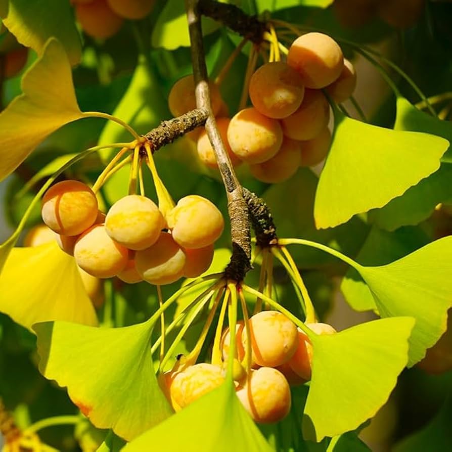 Ginkgo Biloba seedlings growing in garden or nursery