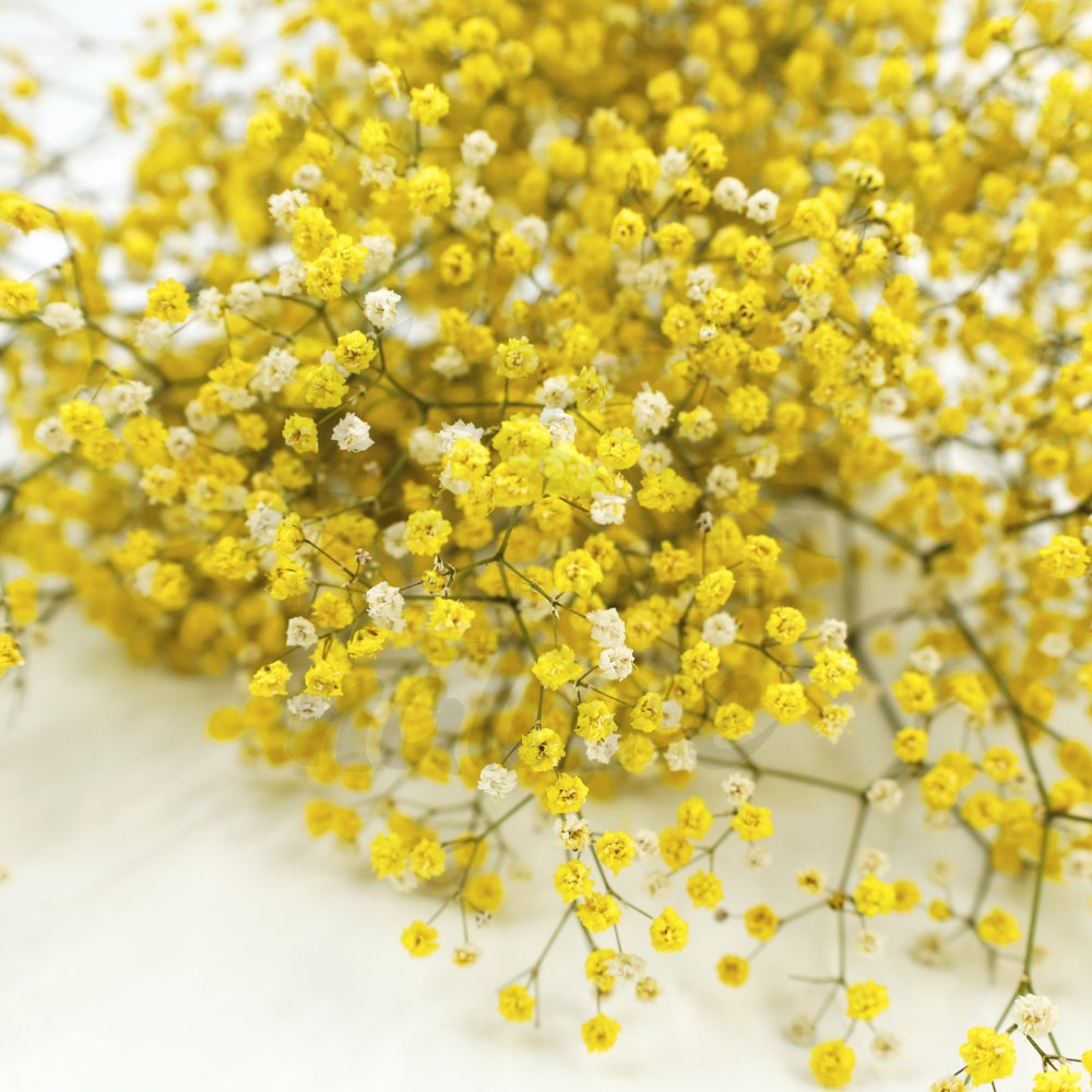 Light Yellow Gypsophila Paniculata Seeds Low Maintenance Heirloom & GMO Free Seeds for Home Garden
 
 Sale