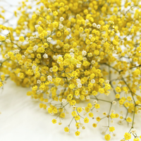 Light Yellow Gypsophila Paniculata Seeds Low Maintenance Heirloom & GMO Free Seeds for Home Garden
 
 Sale