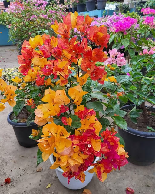 Pink Yellow Bougainvillea Seeds Flower seeds for Planting Colorful Display Heirloom & GMO Free Seeds for Home Garden
