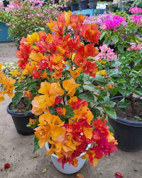 Pink Yellow Bougainvillea Seeds Flower seeds for Planting Colorful Display Heirloom & GMO Free Seeds for Home Garden