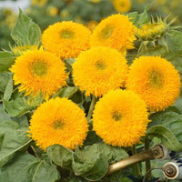 Teddy Sunflower Flower seeds for Planting Sun Loving Heirloom & GMO Free Seeds for Home Garden