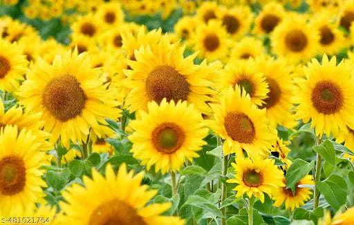 Yellow Hybrid Sunflower Seeds - Perfect for Planting
