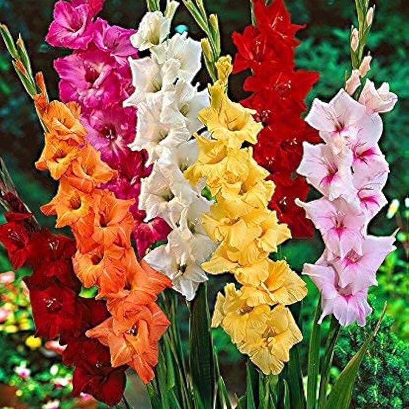 Mixed Color Gladiolus Flower Seeds for Planting Easy to Grow Heirloom & GMO Free Seeds for Home Garden
 
 Sale