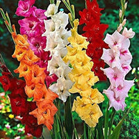 Mixed Color Gladiolus Flower Seeds for Planting Easy to Grow Heirloom & GMO Free Seeds for Home Garden
 
 Sale