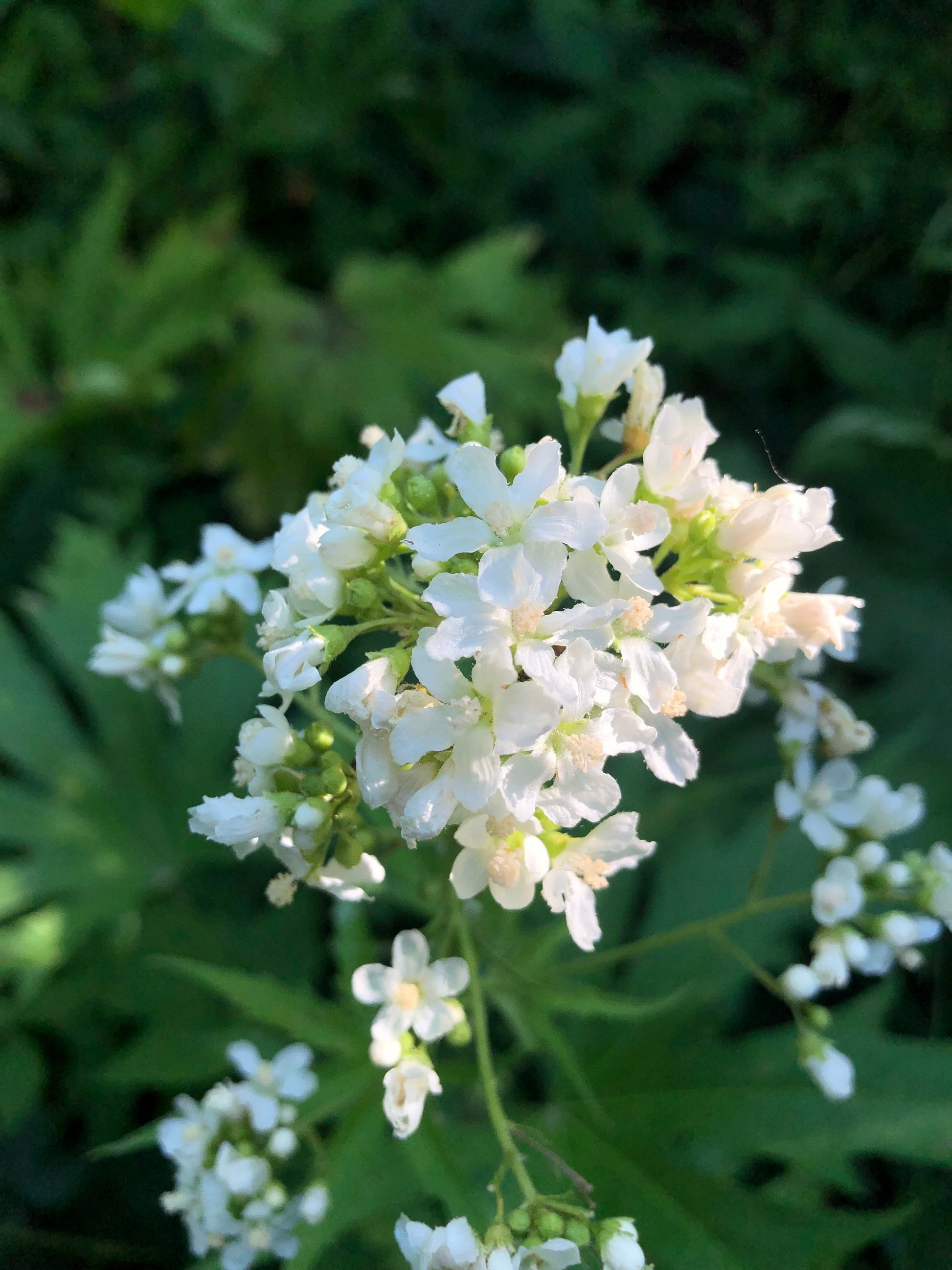 Glade Mallow Flower seeds for Planting Long Bloom Season Heirloom & GMO Free Seeds for Home Garden