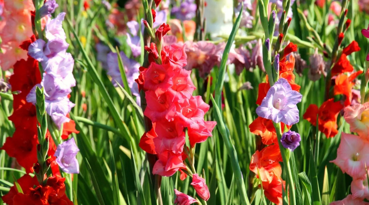 Multi Gladiolus Flower Seeds Flower seeds for Planting Fragrant Blossoms Heirloom & GMO Free Seeds for Home Garden