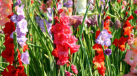 Multi Gladiolus Flower Seeds Flower seeds for Planting Fragrant Blossoms Heirloom & GMO Free Seeds for Home Garden