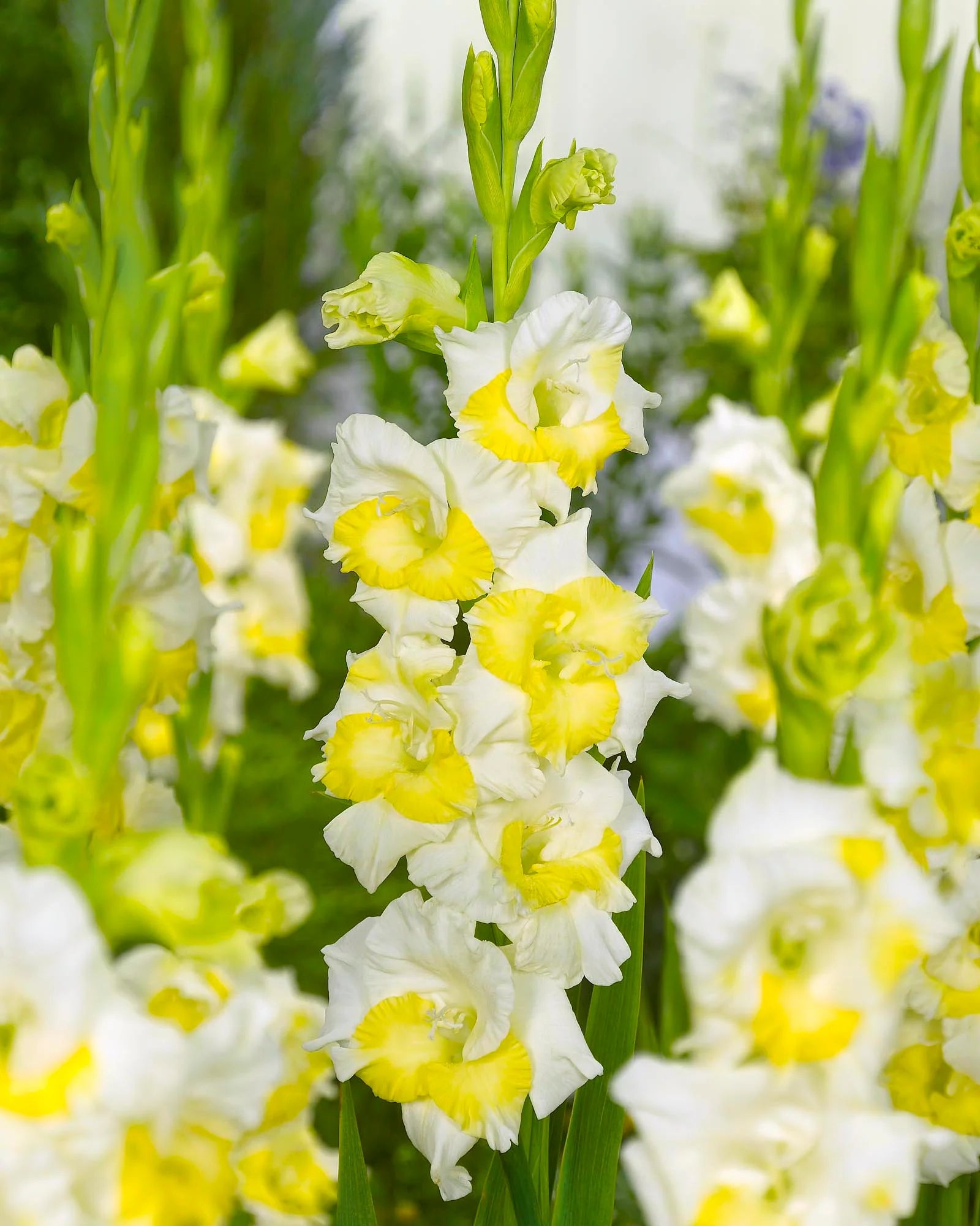Yellow White Gladiolus Flower seeds for Planting Compact Growth Heirloom & GMO Free Seeds for Home Garden