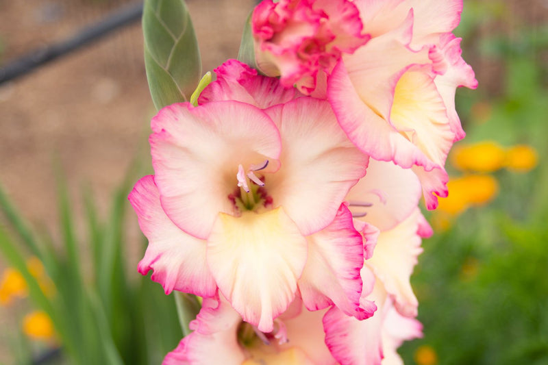 Yellow Pink Gladiolus Flower Seeds for Planting – Perfect for Borders Heirloom & NonGMO Seeds for Home Garden
Sale