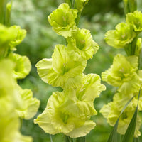 Gladiolus Dark Green Flower seeds for Planting - Vibrant Colors, Heirloom & GMO Free Seeds for Home Garden