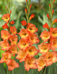Orange Yellow Gladiolus Seeds for Planting  Vibrant Garden Blooms