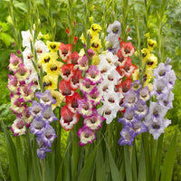 Gladiolus Flower seeds for Planting - Garden Favorite, Heirloom & GMO Free Seeds for Home Garden