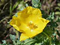 Glaucium Flavum Flower seeds for Planting Seasonal Bloomer Heirloom & GMO Free Seeds for Home Garden