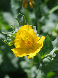 Glaucium Flavum Flower seeds for Planting Seasonal Bloomer Heirloom & GMO Free Seeds for Home Garden