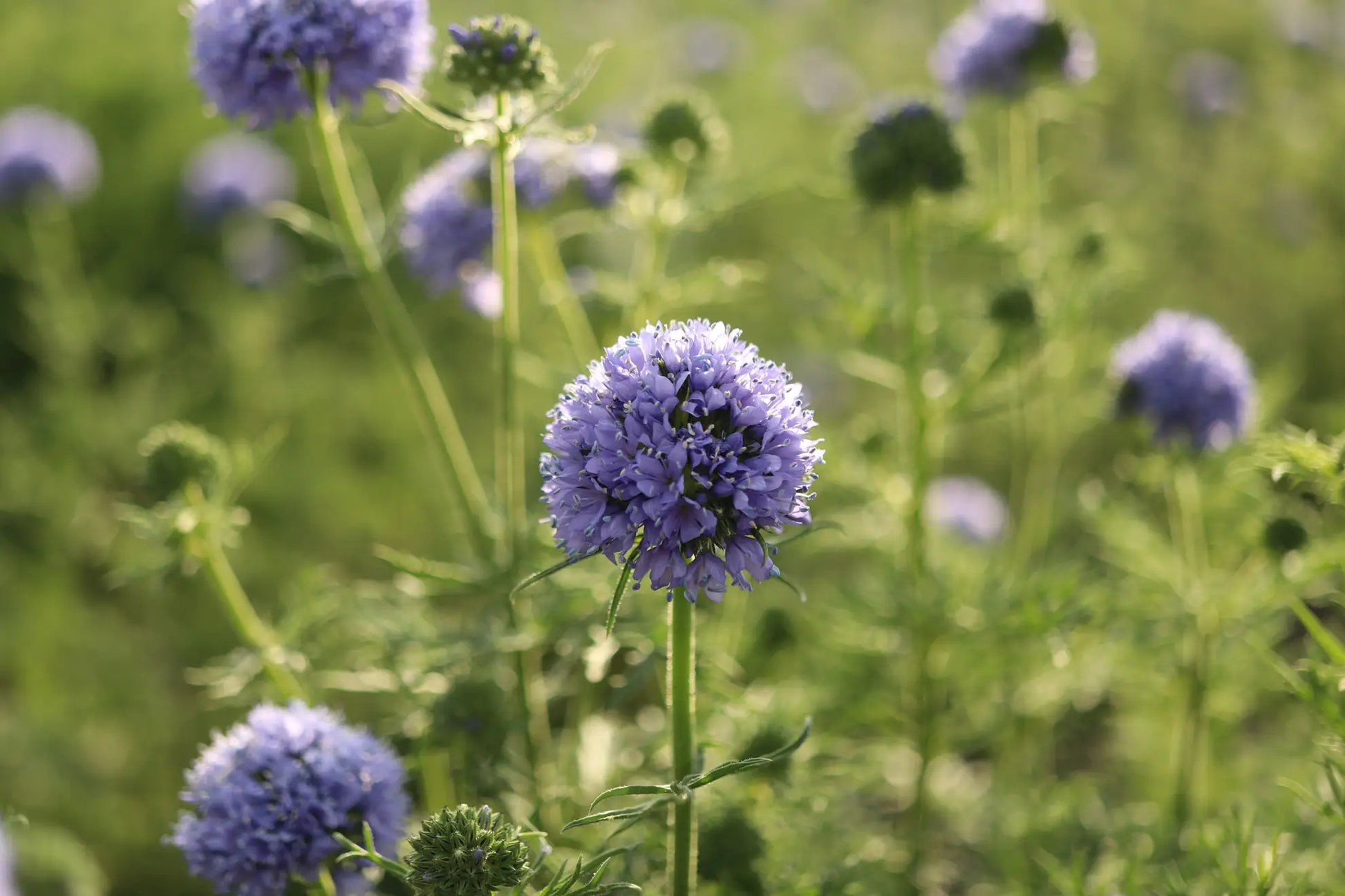 Globe Gilia Flower seeds for Planting Hardy Variety Heirloom & GMO Free Seeds for Home Garden