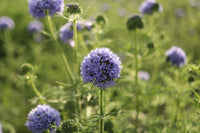 Globe Gilia Flower seeds for Planting Hardy Variety Heirloom & GMO Free Seeds for Home Garden