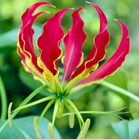 Yellow Red Gloriosa Superba Flower seeds for Planting - Bright Blooms, Heirloom & GMO Free Seeds for Home Garden