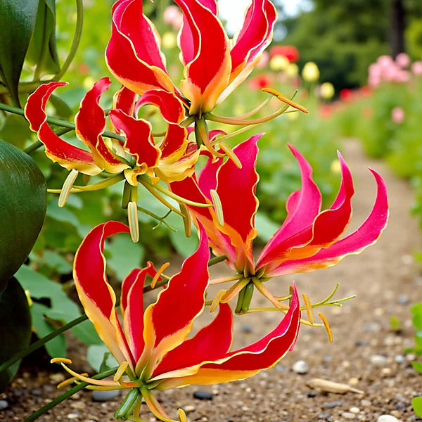 Red Rothschildiana Flower seeds for Planting - Perfect for Borders, Heirloom & GMO Free Seeds for Home Garden