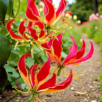 Red Rothschildiana Flower seeds for Planting - Perfect for Borders, Heirloom & GMO Free Seeds for Home Garden