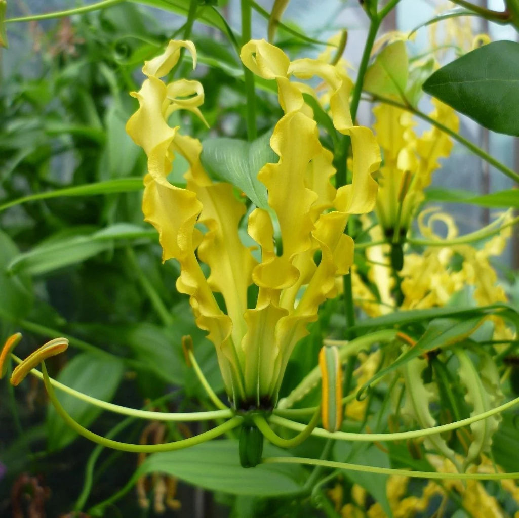 Gloriosa Lutea Flower seeds for Planting Compact Growth Heirloom & GMO Free Seeds for Home Garden