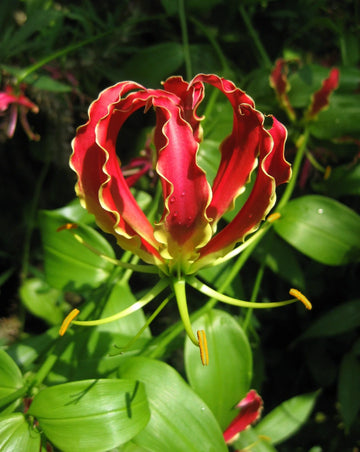 Red Yellow Gloriosa Rothschildiana Flower Seeds