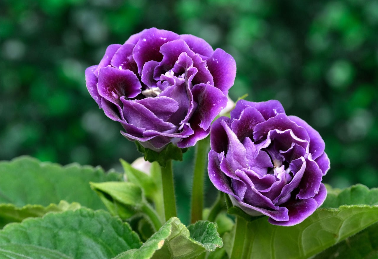 Violet Gloxinia Flower seeds for Planting Wildflower Mix Heirloom & GMO Free Seeds for Home Garden
 
 Sale