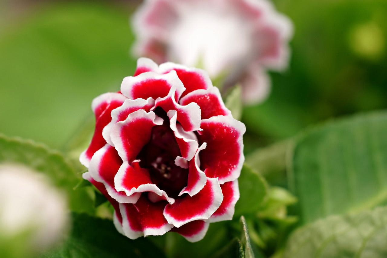 Gloxinia Flower seeds for Planting Perfect for Borders Heirloom & GMO Free Seeds for Home Garden