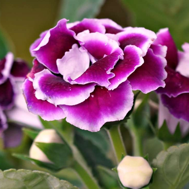 Violet White Gloxinia Flower Seeds: Planting the Perfect Floral Delight