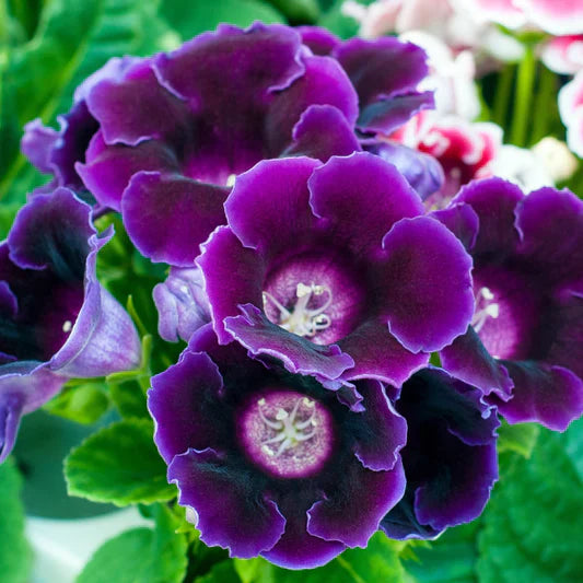 Gloxinia Dark Blue Flower Seeds
