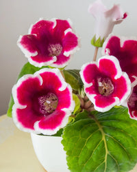 Mix Color Gloxinia Flower seeds for Planting Compact Growth Heirloom & GMO Free Seeds for Home Garden
 
 Sale