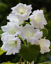 White Gloxinia Flower seeds for Planting Cottage Garden Essential Heirloom & GMO Free Seeds for Home Garden 
 
 Sale