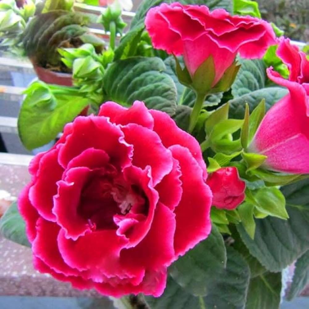 How to Grow Sinningia speciosa Flowers