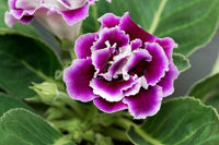 Burgundy Gloxinia Flower seeds for Planting - Cut Flower Favorite, Heirloom & GMO Free Seeds for Home Garden