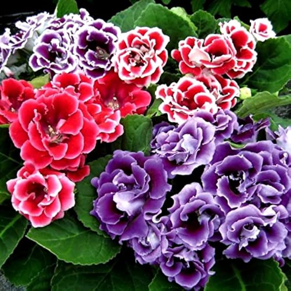 Gloxinia Seeds For Planting