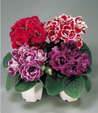 100 Pcs