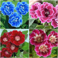 Blue White Gloxinia Flower Seeds Vibrant Colors Heirloom & GMO Free Seeds for Home Garden
 
 Sale
