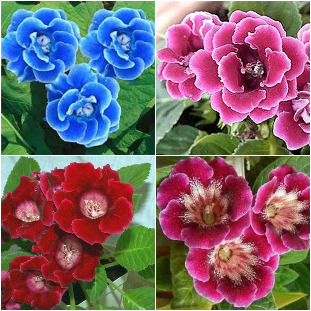 Multi-Color Gloxinia Flower seeds for Planting - Cut Flower Favorite, Heirloom & GMO Free Seeds for Home Garden