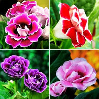Multi-Color Gloxinia Flower seeds for Planting - Cut Flower Favorite, Heirloom & GMO Free Seeds for Home Garden