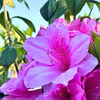 Pink Azaleas Flower seeds for Planting - Cottage Garden Essential, Heirloom & GMO Free Seeds for Home Garden