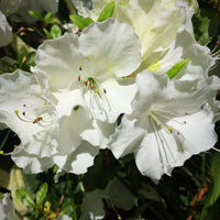 Azalea Blanco Flower seeds for Planting Fragrant Blossoms Heirloom & GMO Free Seeds for Home Garden