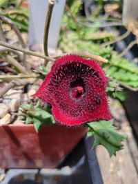 Huernia Keniensis Flower seeds for Planting - Compact Growth, Heirloom & GMO Free Seeds for Home Garden