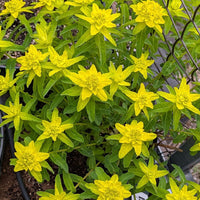 Euphorbia Lathyris Flower seeds for Planting - Sun Loving, Heirloom & GMO Free Seeds for Home Garden