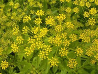Golden Alexander seeds Zizia aurea producing bright yellow native blooms