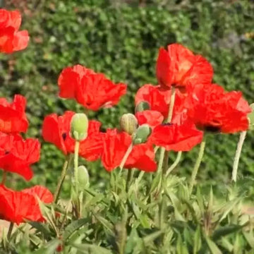 Red Eschscholtzia Flower seeds for Planting Bright Blooms Heirloom & GMO Free Seeds for Home Garden