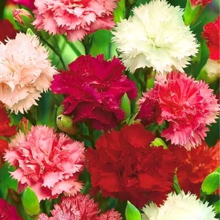 Mixed Colour Carnation Flower Seeds for Planting Pollinator Friendly Heirloom & GMO Free Seeds for Home Garden
 
 Sale