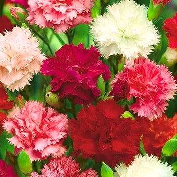 Carnation Flower seeds for Planting Garden Favorite Heirloom & GMO Free Seeds for Home Garden