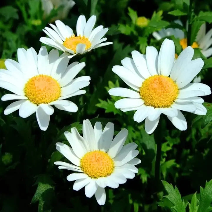 White Paludosum Flower seeds for Planting - Cut Flower Favorite, Heirloom & GMO Free Seeds for Home Garden