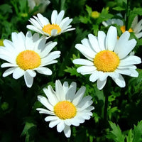 White Paludosum Flower seeds for Planting - Cut Flower Favorite, Heirloom & GMO Free Seeds for Home Garden