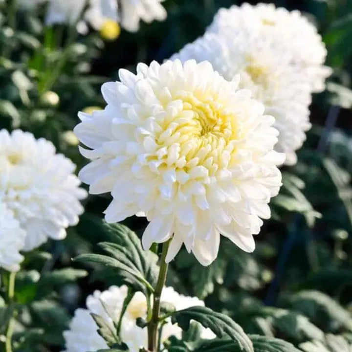 Dutch Chrysanthemum Flower seeds for Planting - Perfect for Borders, Heirloom & GMO Free Seeds for Home Garden